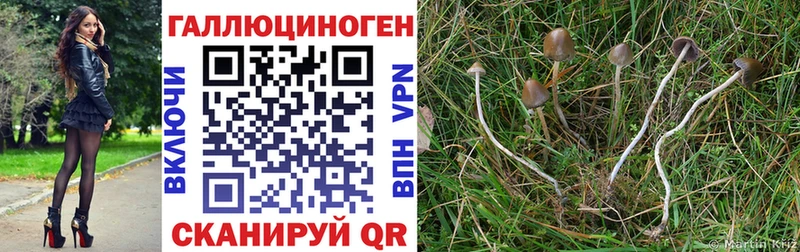 Псилоцибиновые грибы Psilocybe  Ермолино 